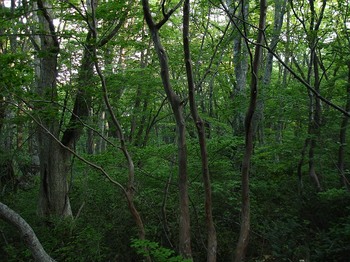 DSC02350_M.jpg
